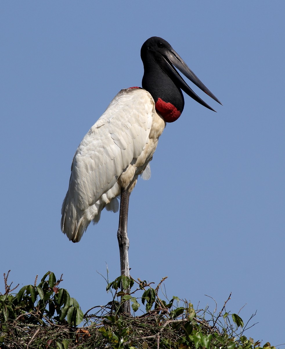 čáp jabiru - ML23875541