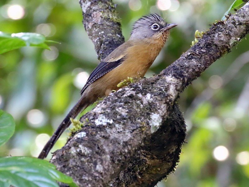 Black-crowned Barwing - eBird