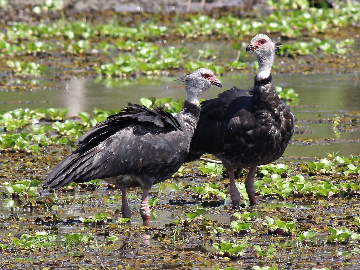 Southern Screamer - ML23875571