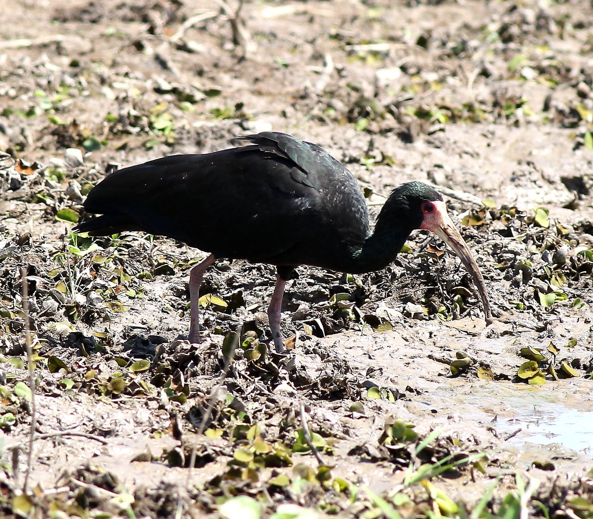 rødmaskeibis - ML23875581