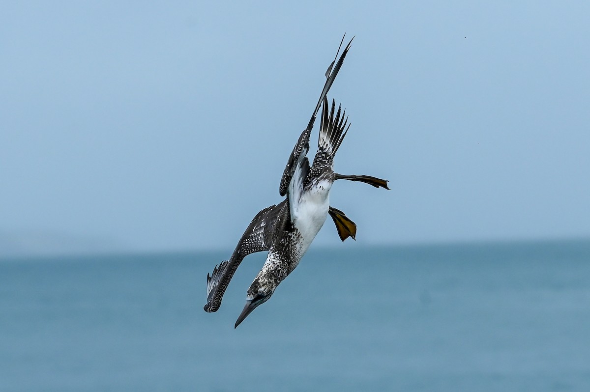 Australasian Gannet - Geoffrey Groom