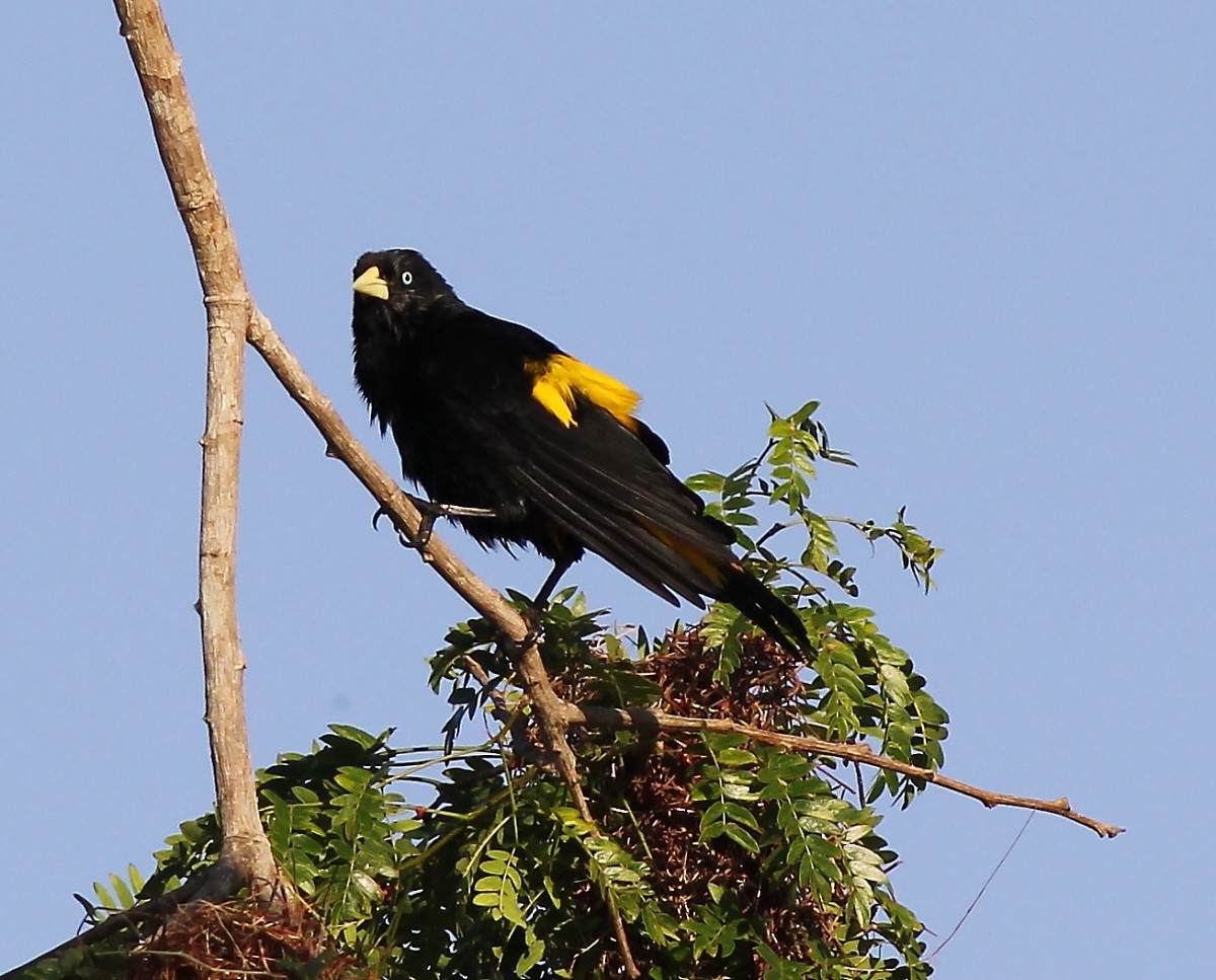 Yellow-rumped Cacique - Jason Leifester