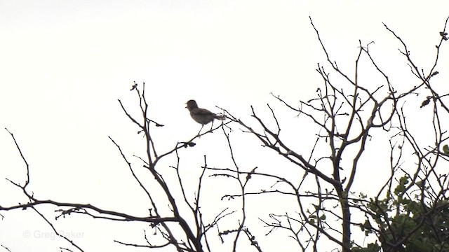 Rattling Cisticola - ML238757391