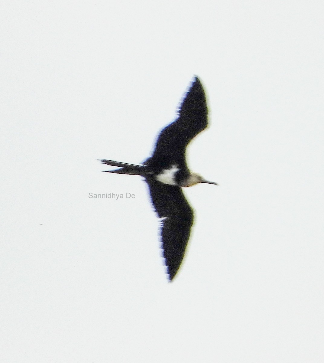 Lesser Frigatebird - ML238758331