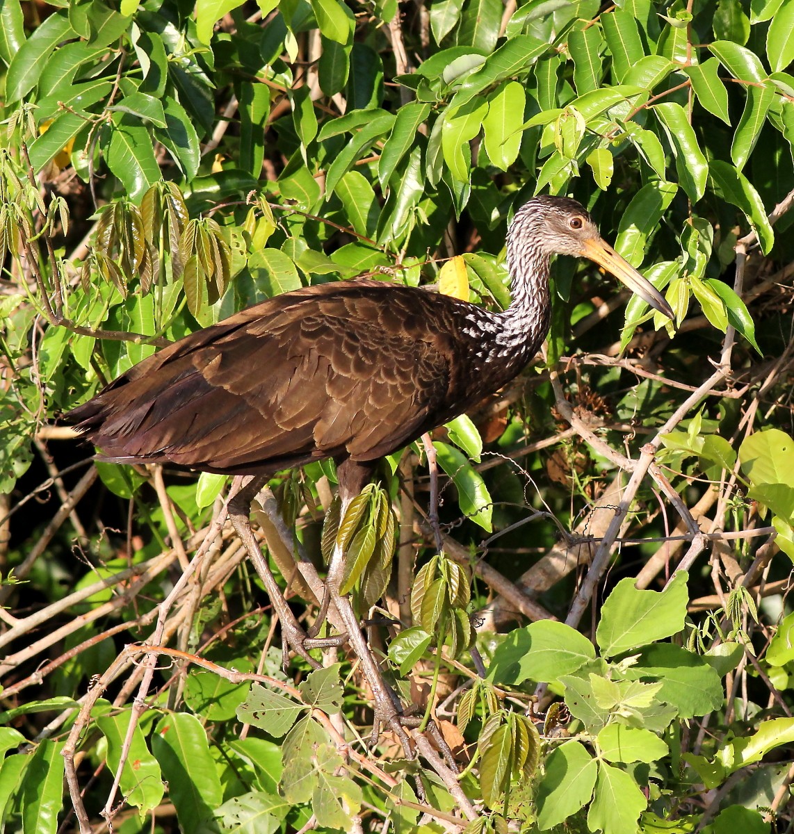 Limpkin - ML23875871