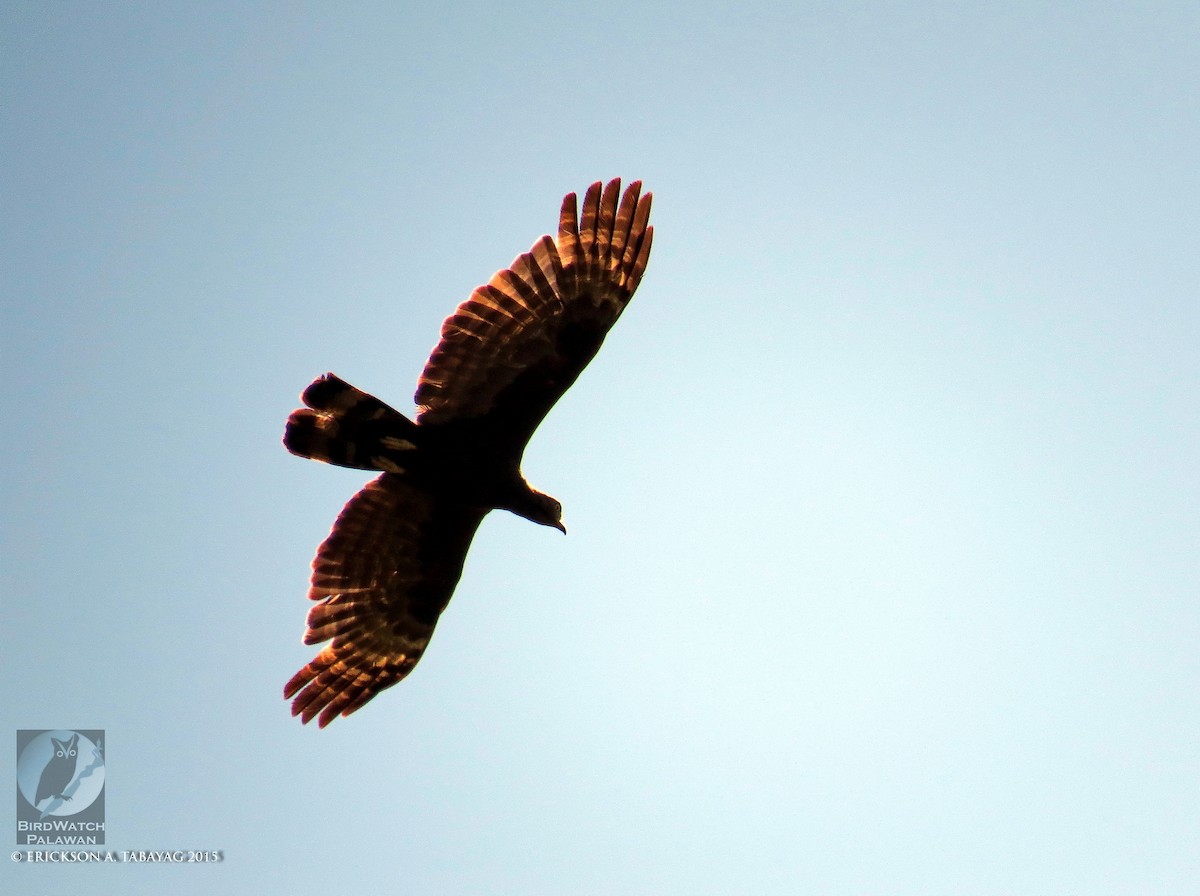 Oriental Honey-buzzard - Erickson Tabayag