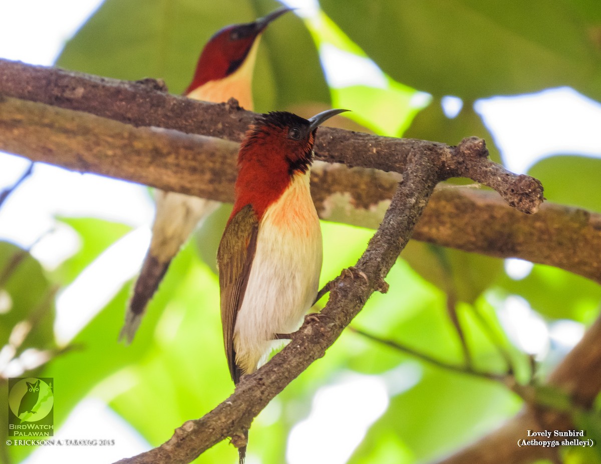 Lovely Sunbird - Erickson Tabayag