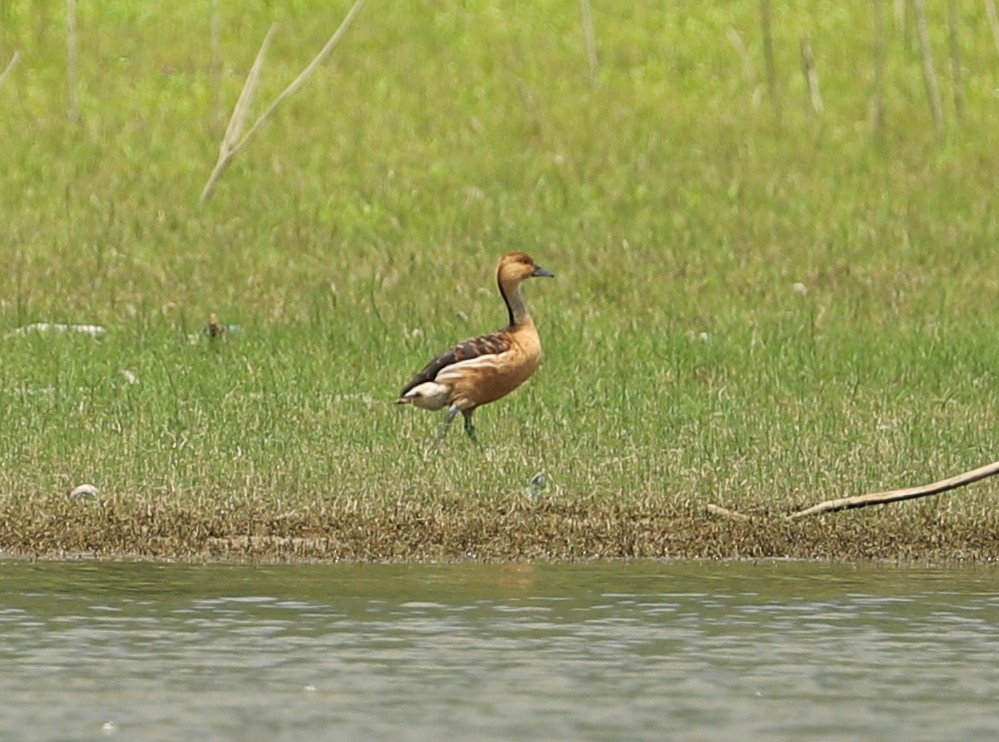 Fulvous Whistling-Duck - ML238759491