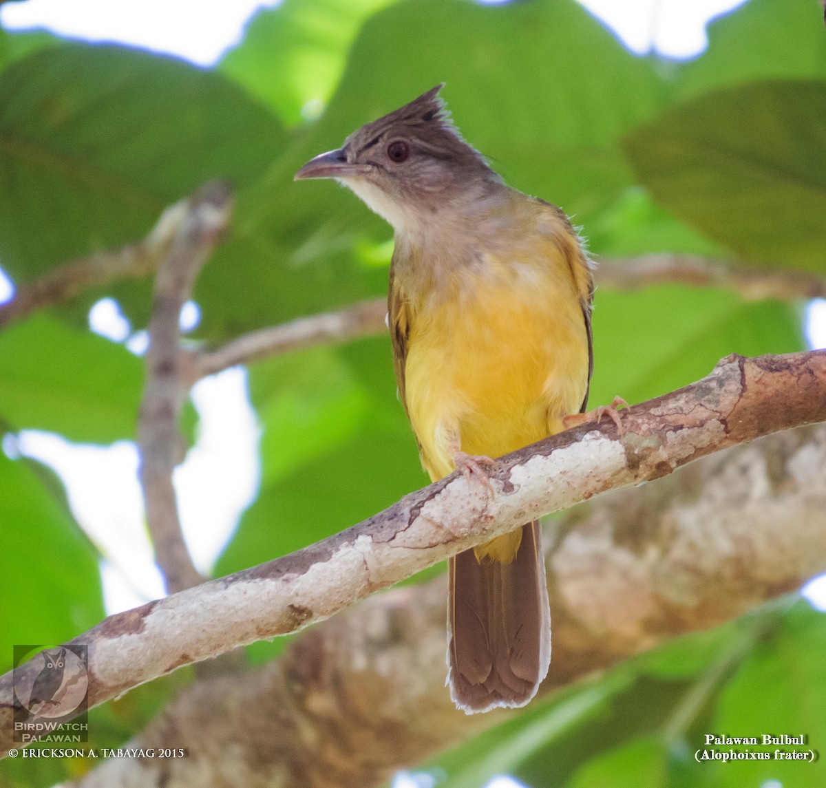 Gray-throated Bulbul - ML238759511