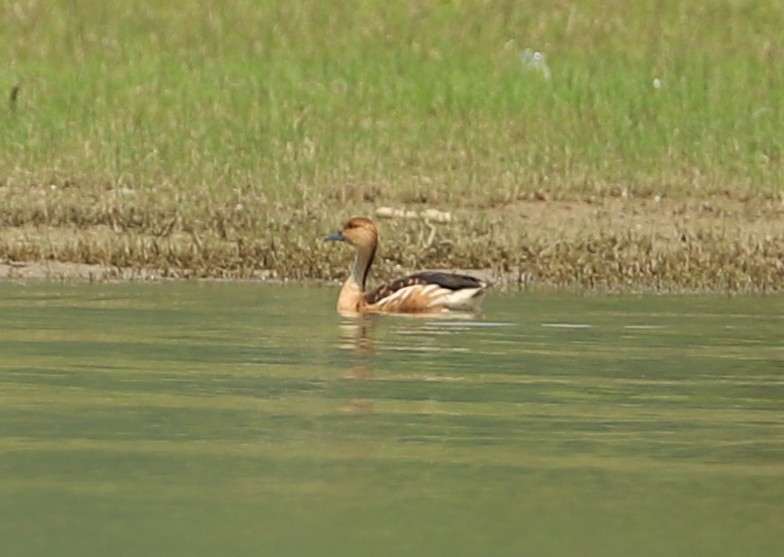 Fulvous Whistling-Duck - ML238759561