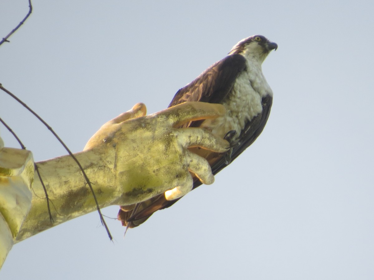 Águila Pescadora - ML238760081