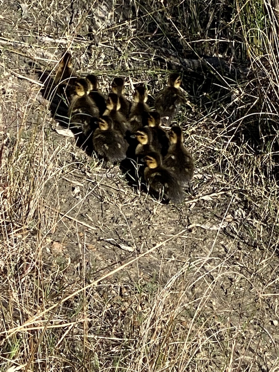 Pacific Black Duck - DS Ridley