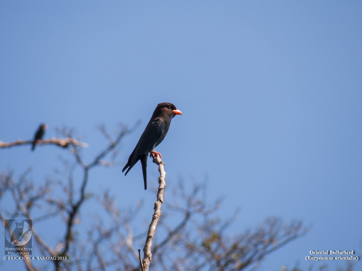 Dollarbird - ML238762401