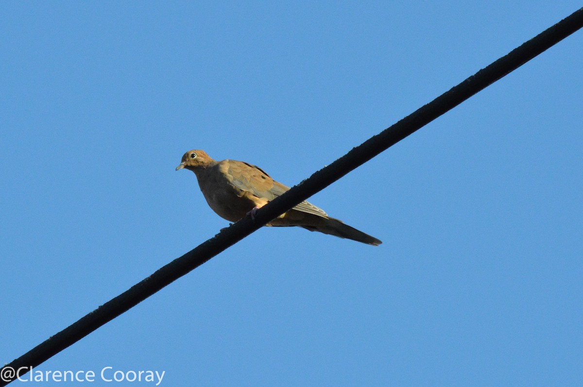 Mourning Dove - Clarence Cooray