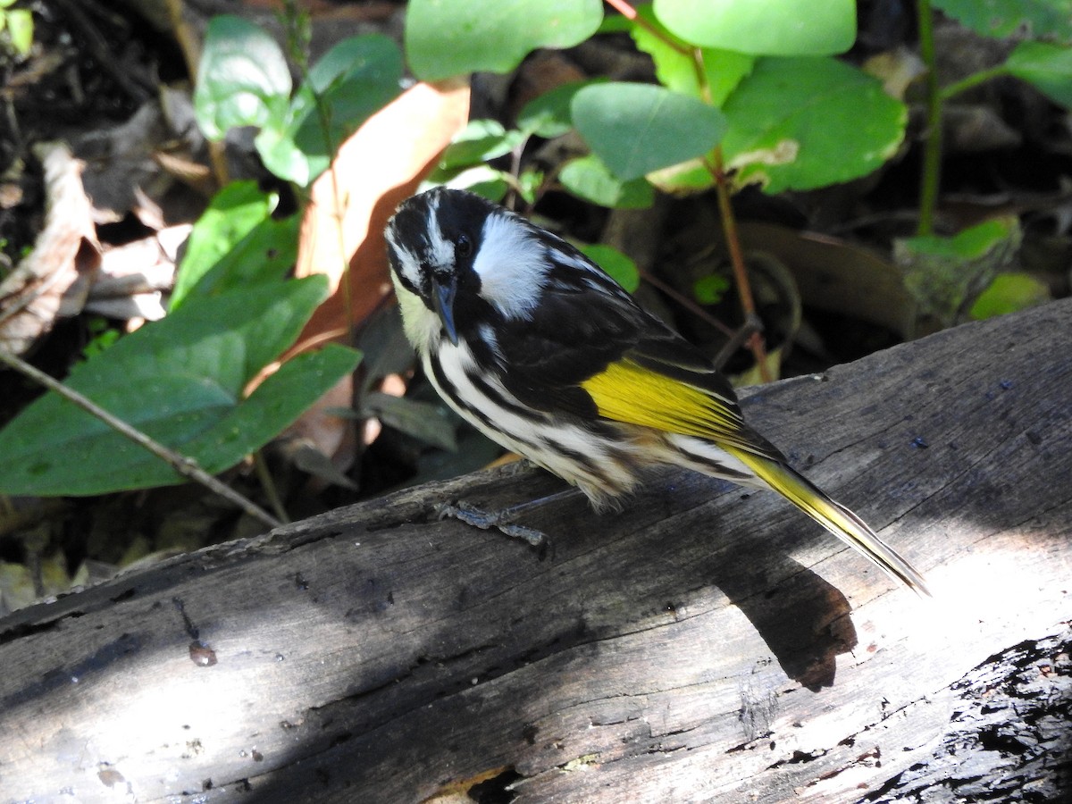 White-cheeked Honeyeater - ML238764251