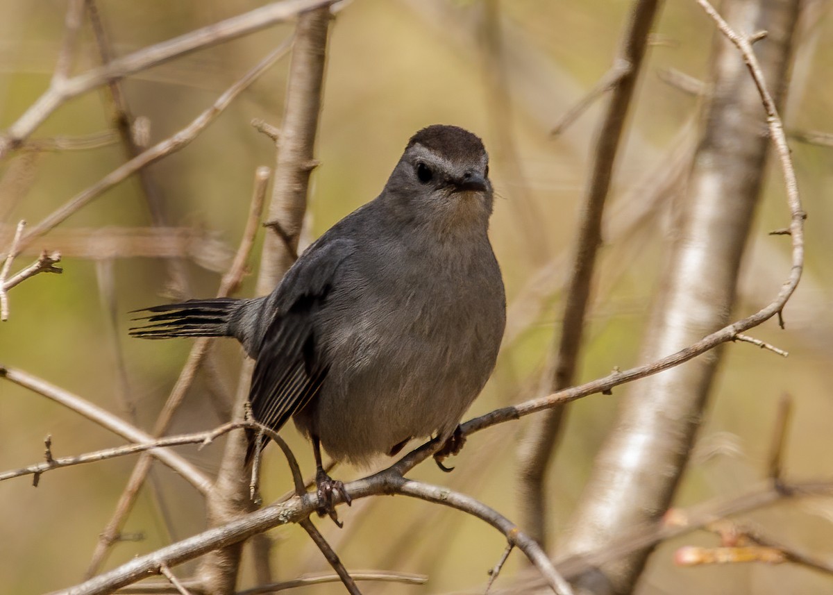 Gray Catbird - Marc Boisvert