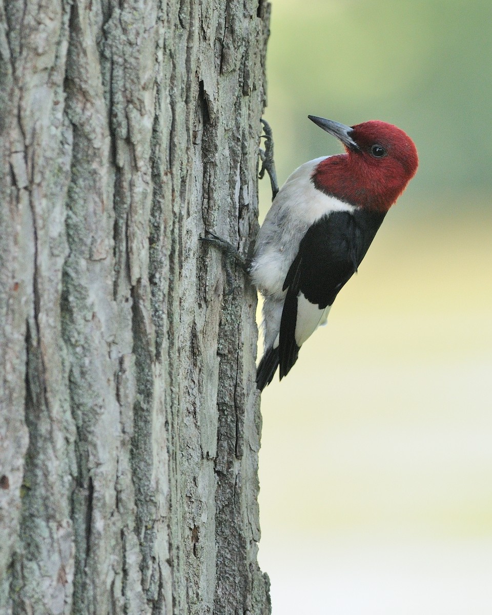 Red-headed Woodpecker - ML238765041