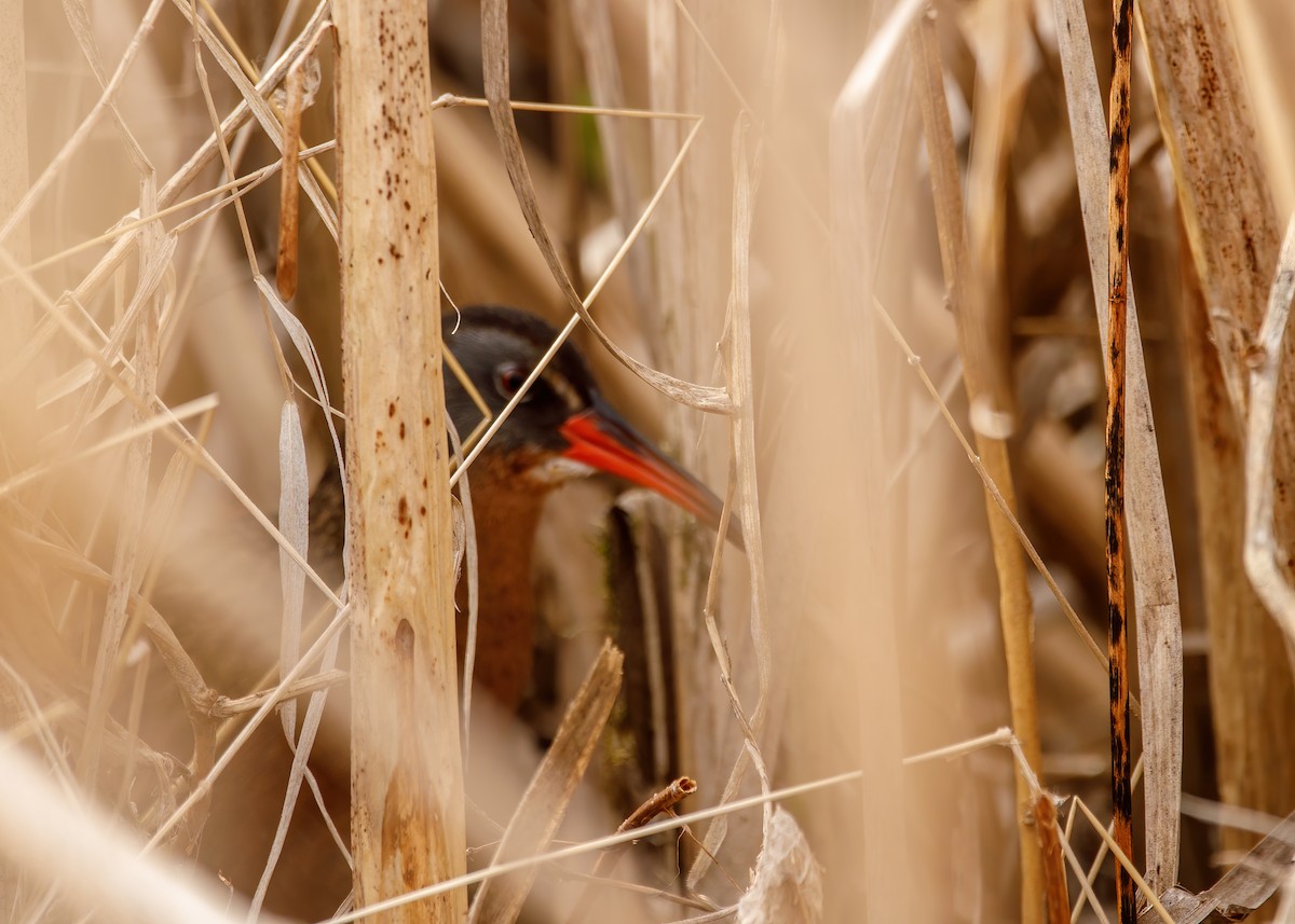 Virginia Rail - ML238765661