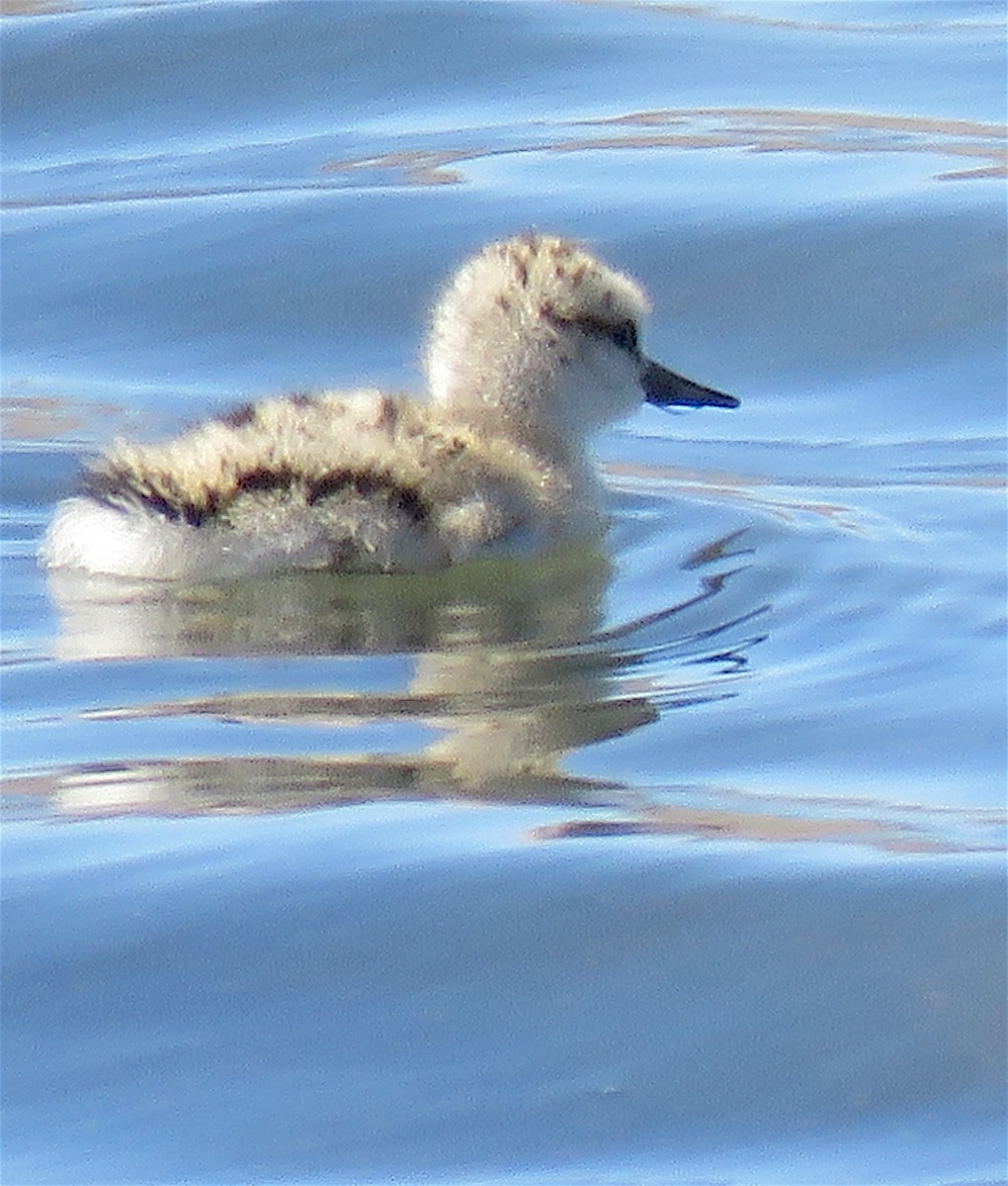 Чоботар американський - ML238766921