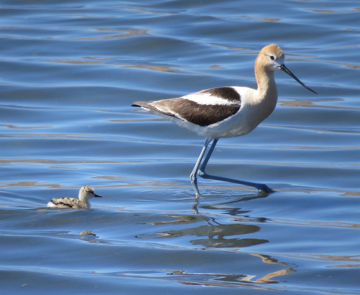 Чоботар американський - ML238766931