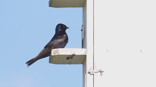 Purple Martin - ML238769631