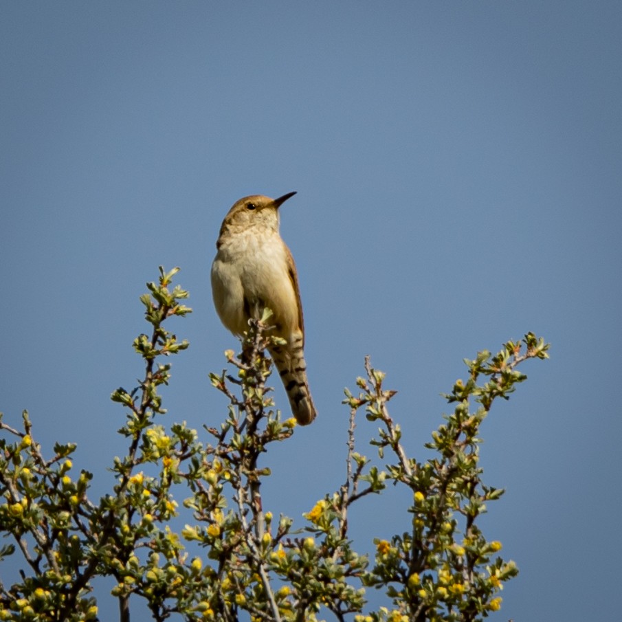 Rock Wren - ML238769801