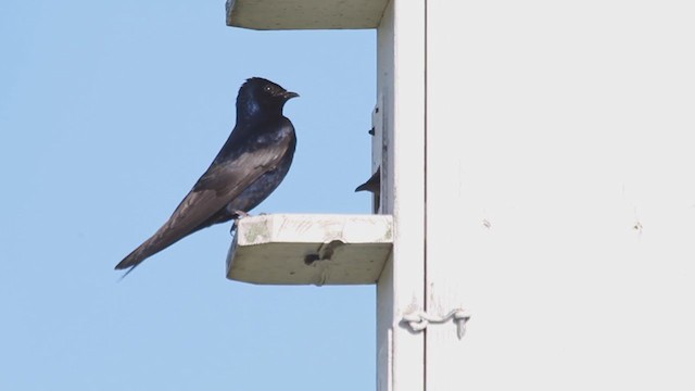 Purple Martin - ML238769831