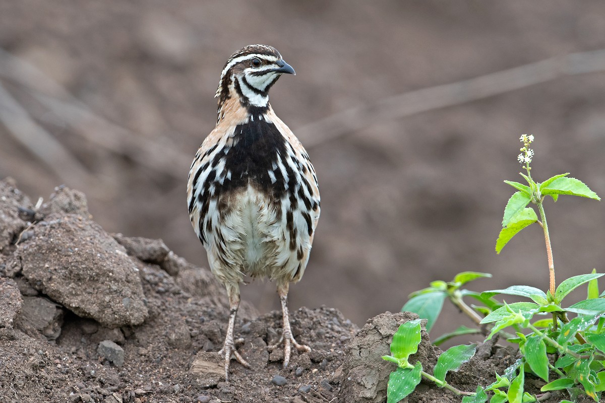 Rain Quail - ML238770371