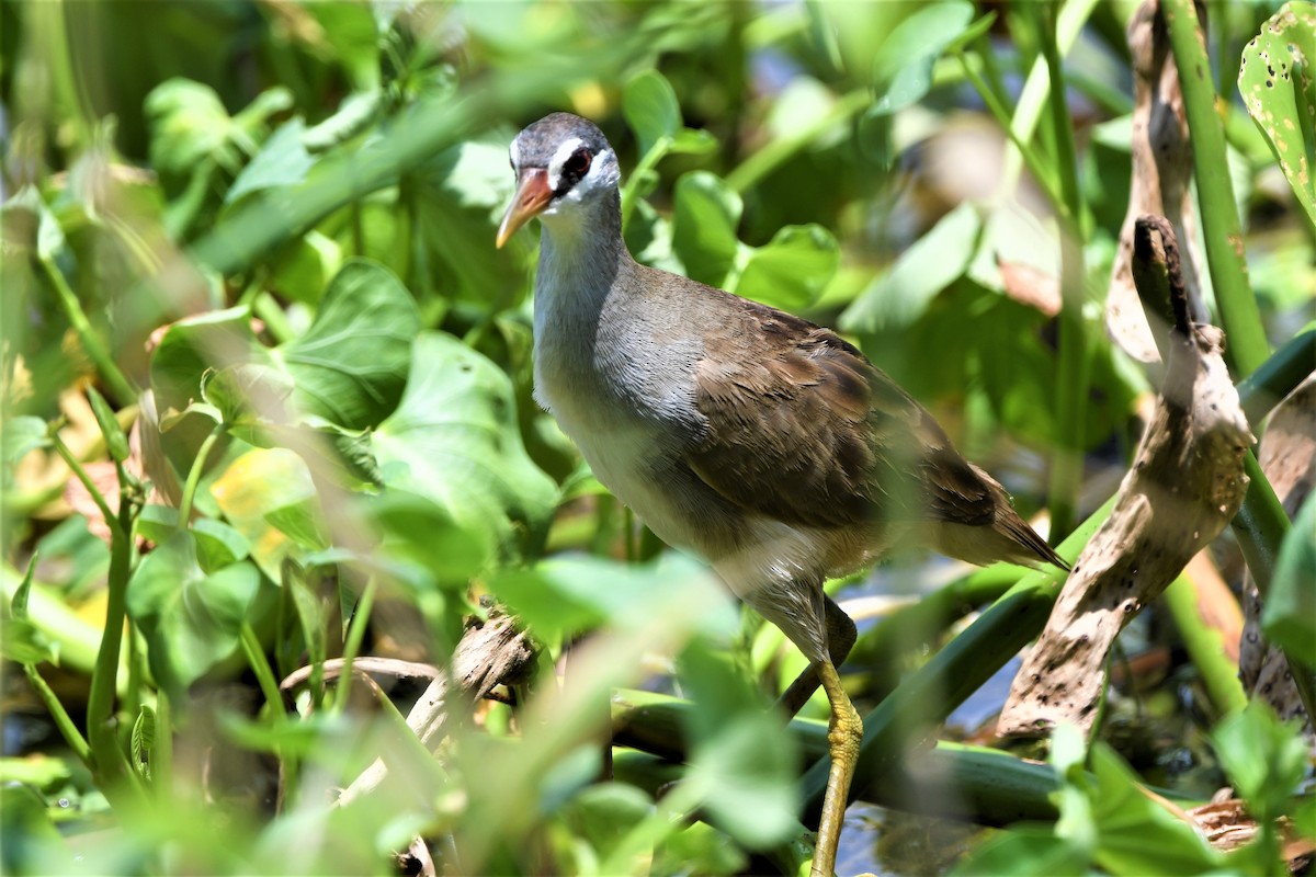 White-browed Crake - Kuen-Cheng (坤成)  Wu (吳)