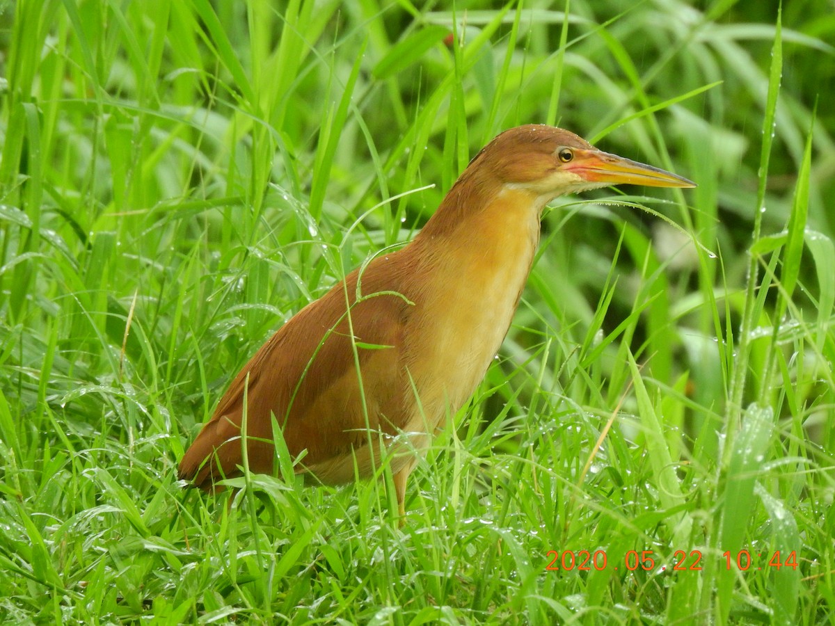 Cinnamon Bittern - ML238771431