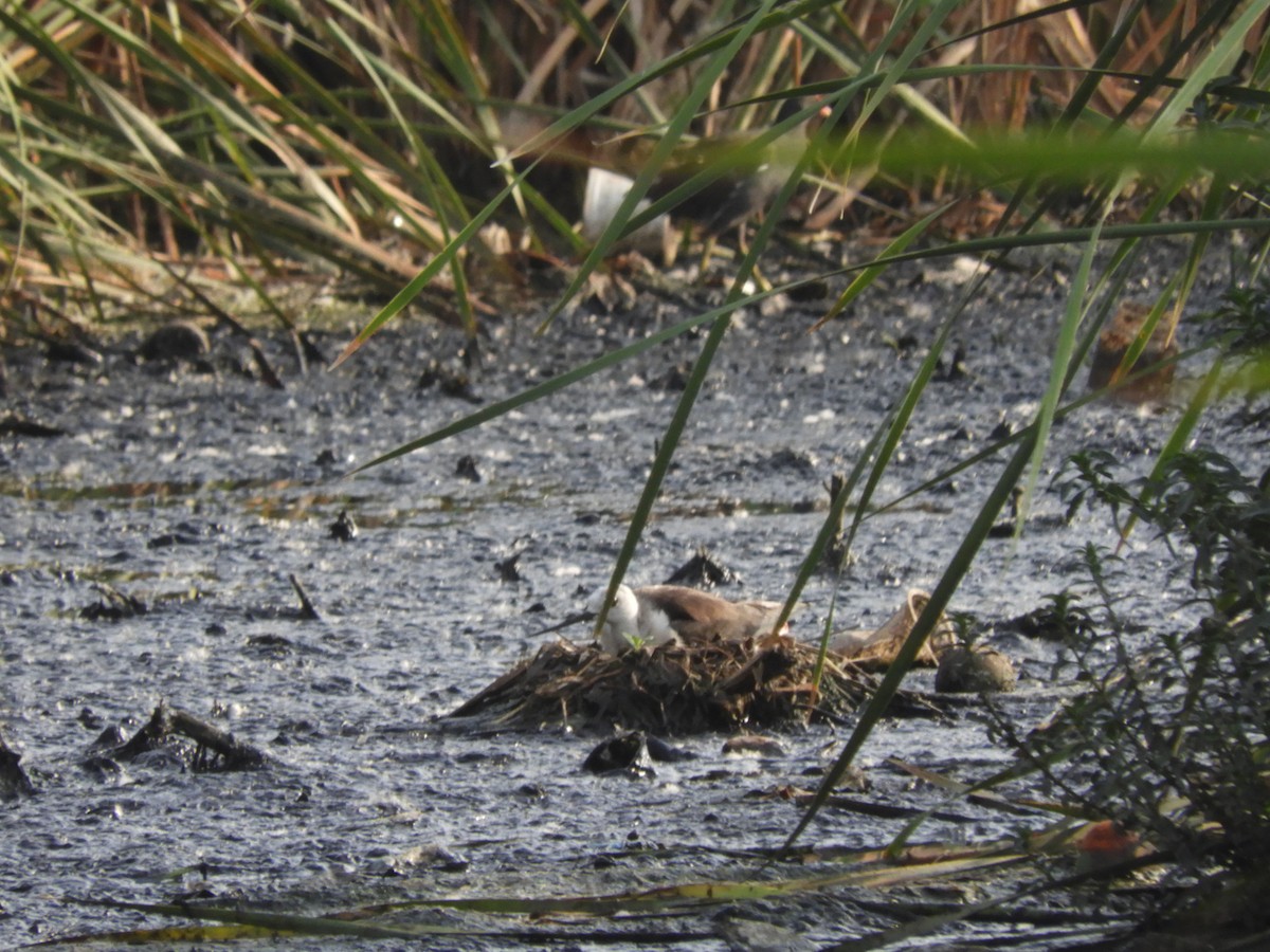 Black-winged Stilt - ML238772301