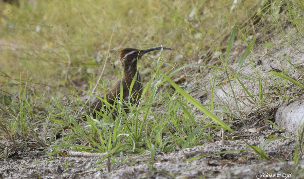 Scimitar-billed Woodcreeper - ML238772651