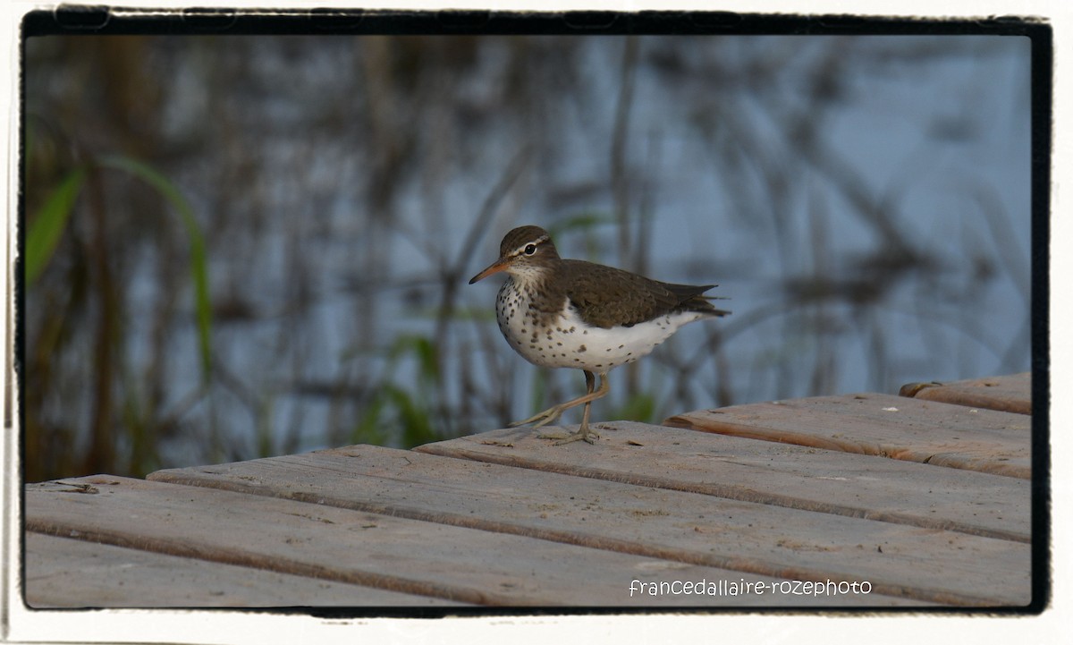 Spotted Sandpiper - ML238773401