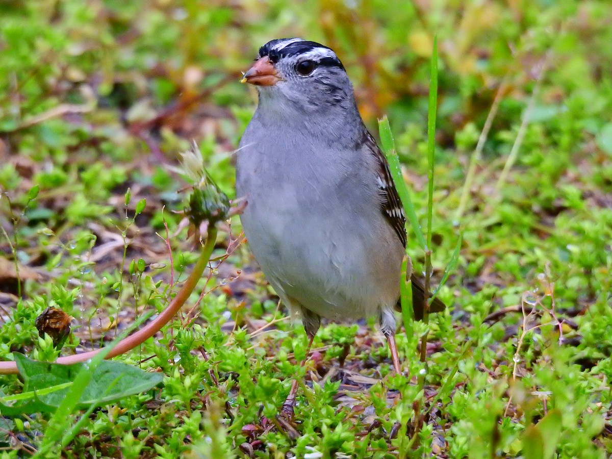 White-crowned Sparrow - Philip Steiner