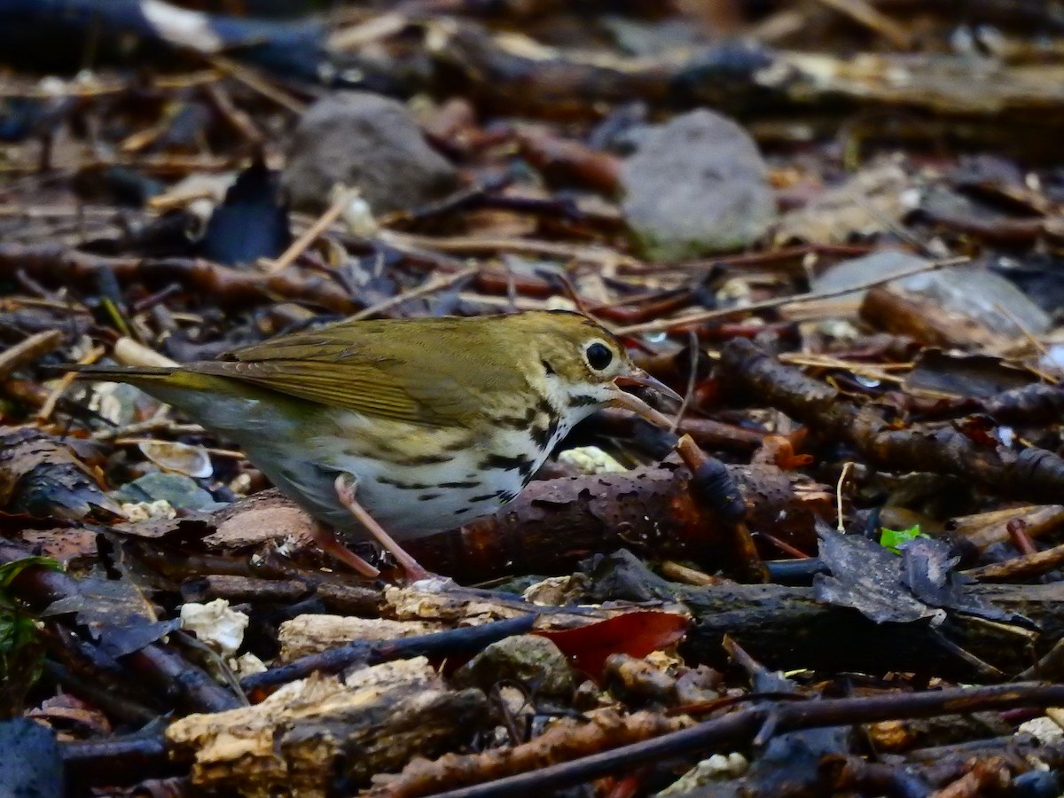 Ovenbird - ML238773691