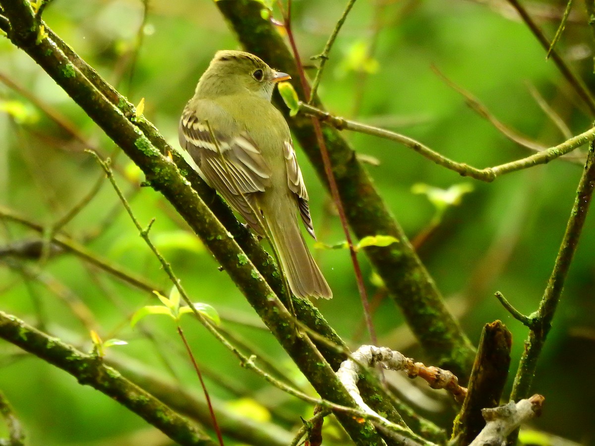 Acadian Flycatcher - ML238774441