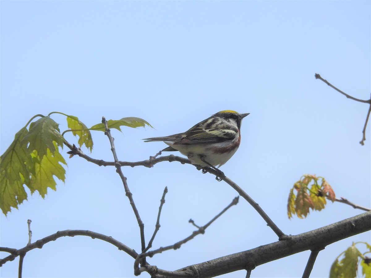 Chestnut-sided Warbler - Philip Steiner