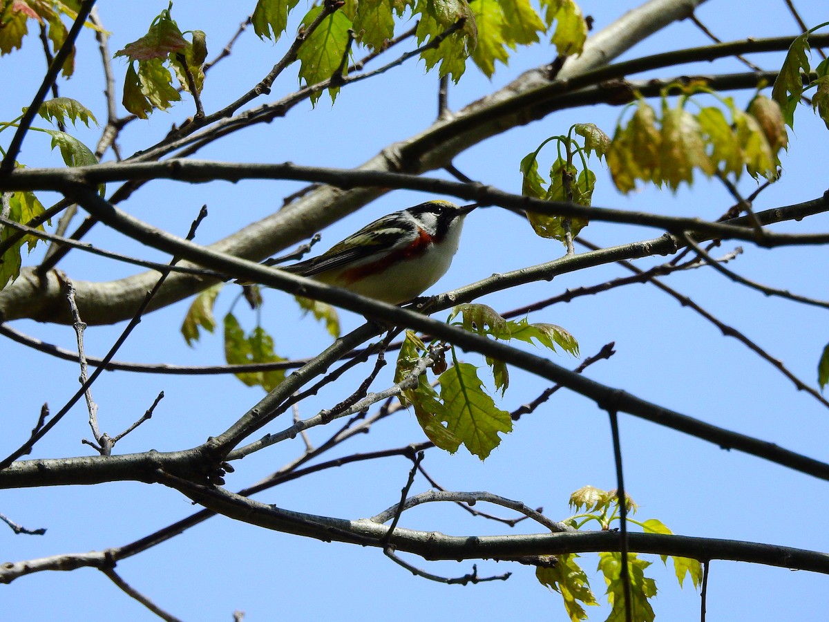 Chestnut-sided Warbler - ML238774671