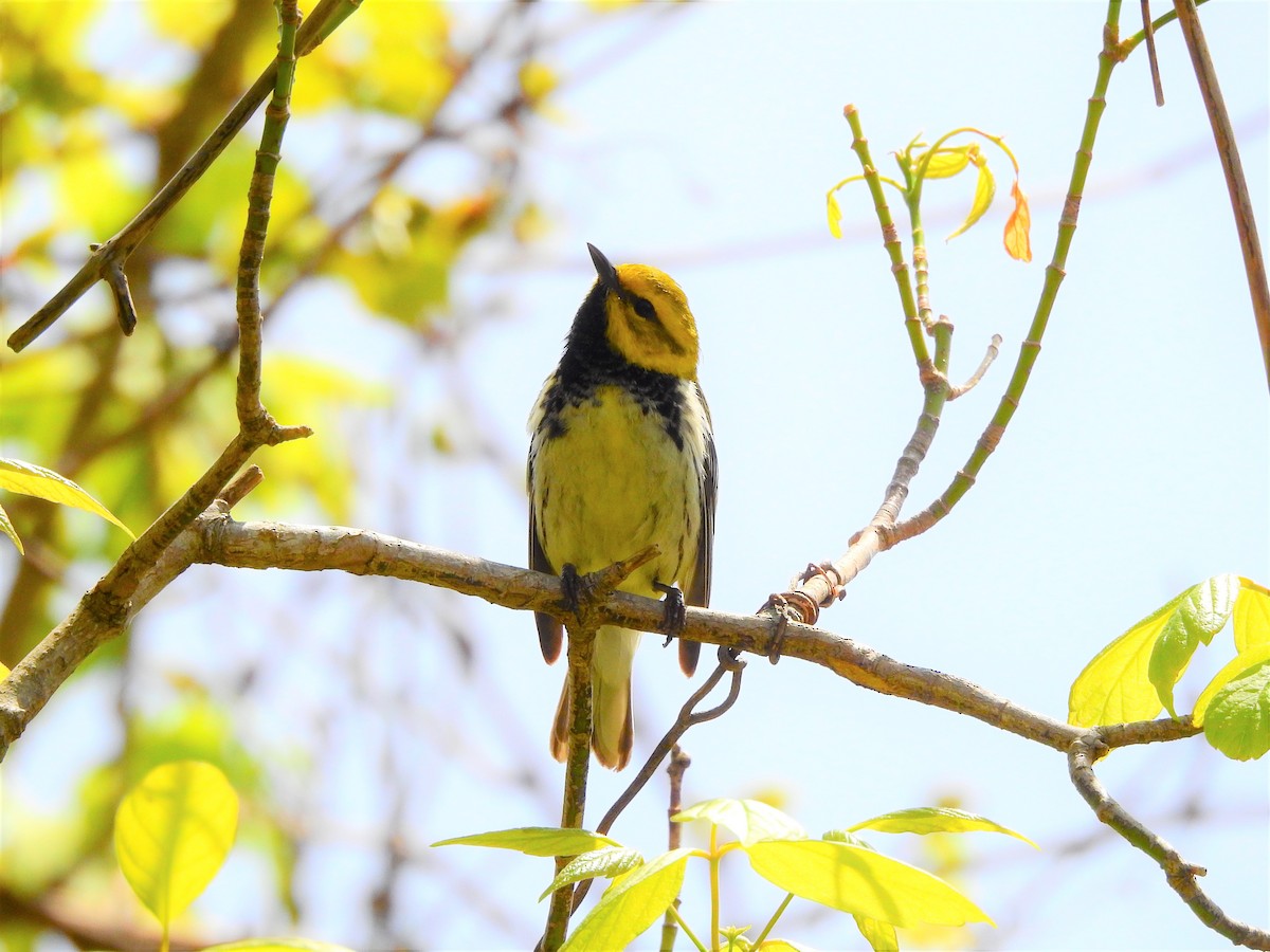 Black-throated Green Warbler - ML238774721