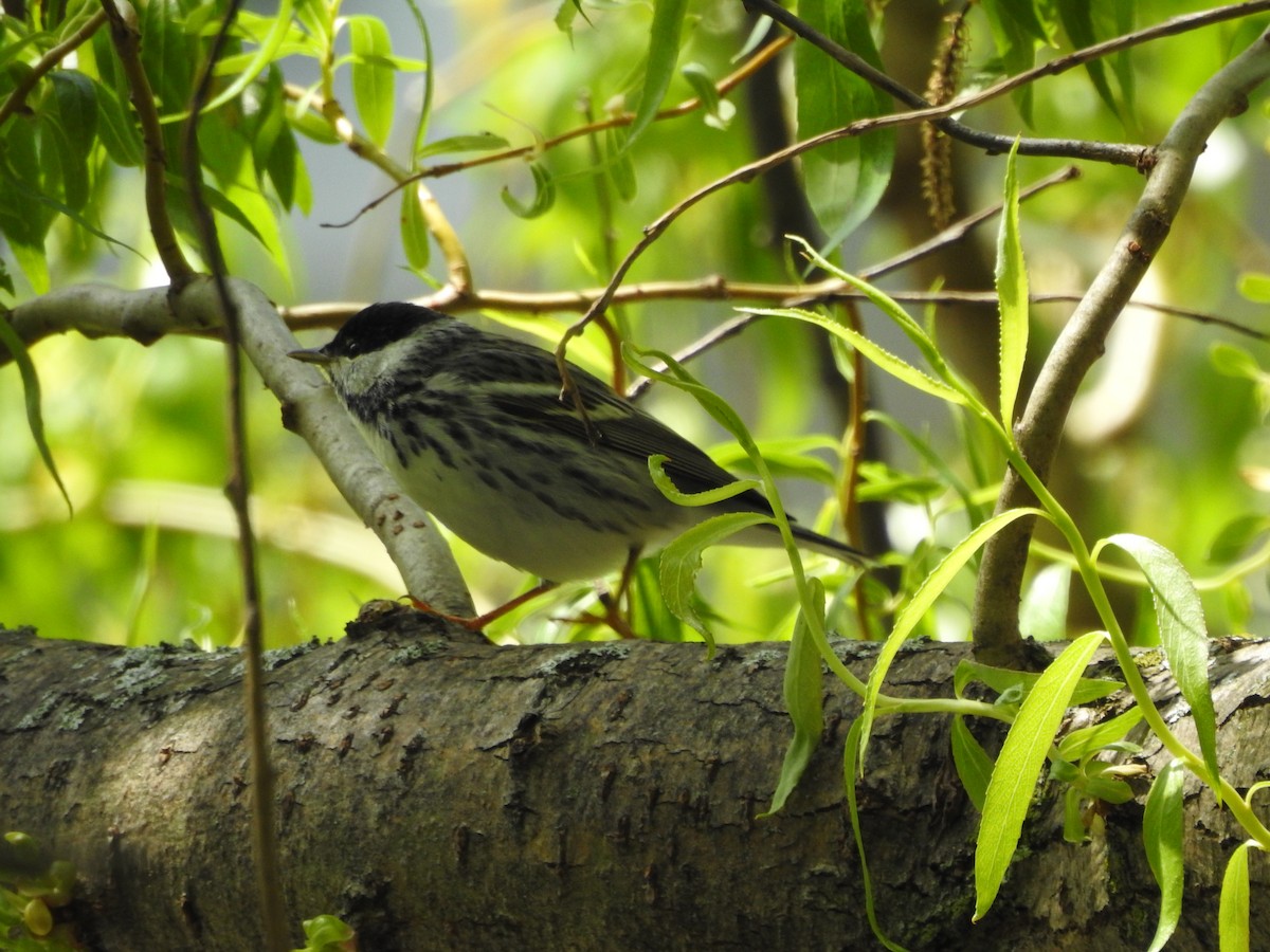 Blackpoll Warbler - ML238774841