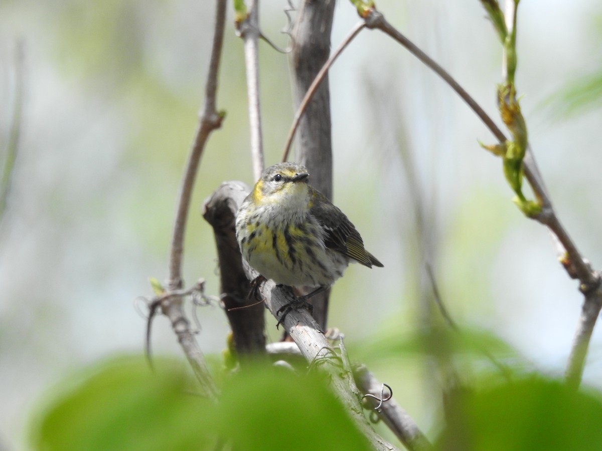 Cape May Warbler - ML238774901
