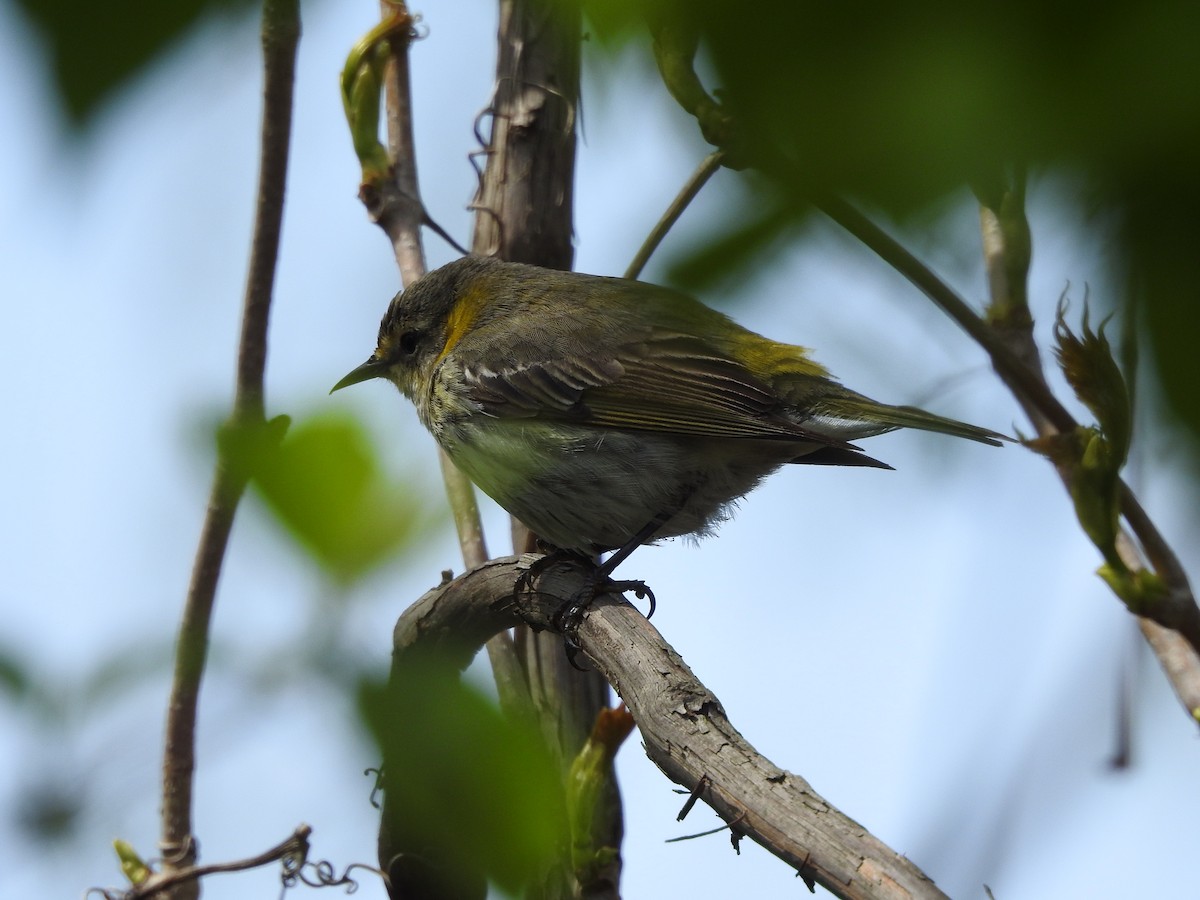 Cape May Warbler - ML238774911