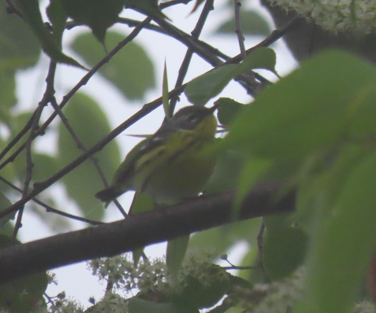 Magnolia Warbler - ML238776441