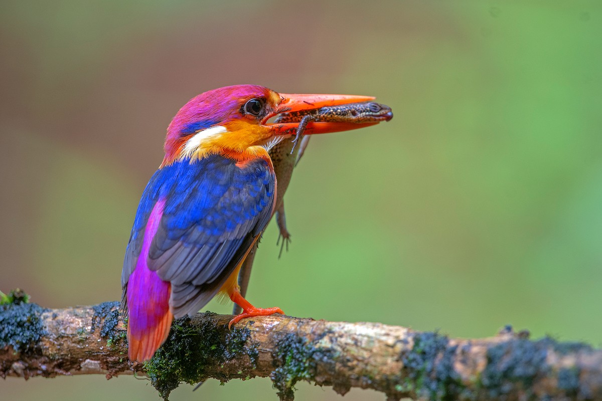 Black-backed Dwarf-Kingfisher - ML238777651