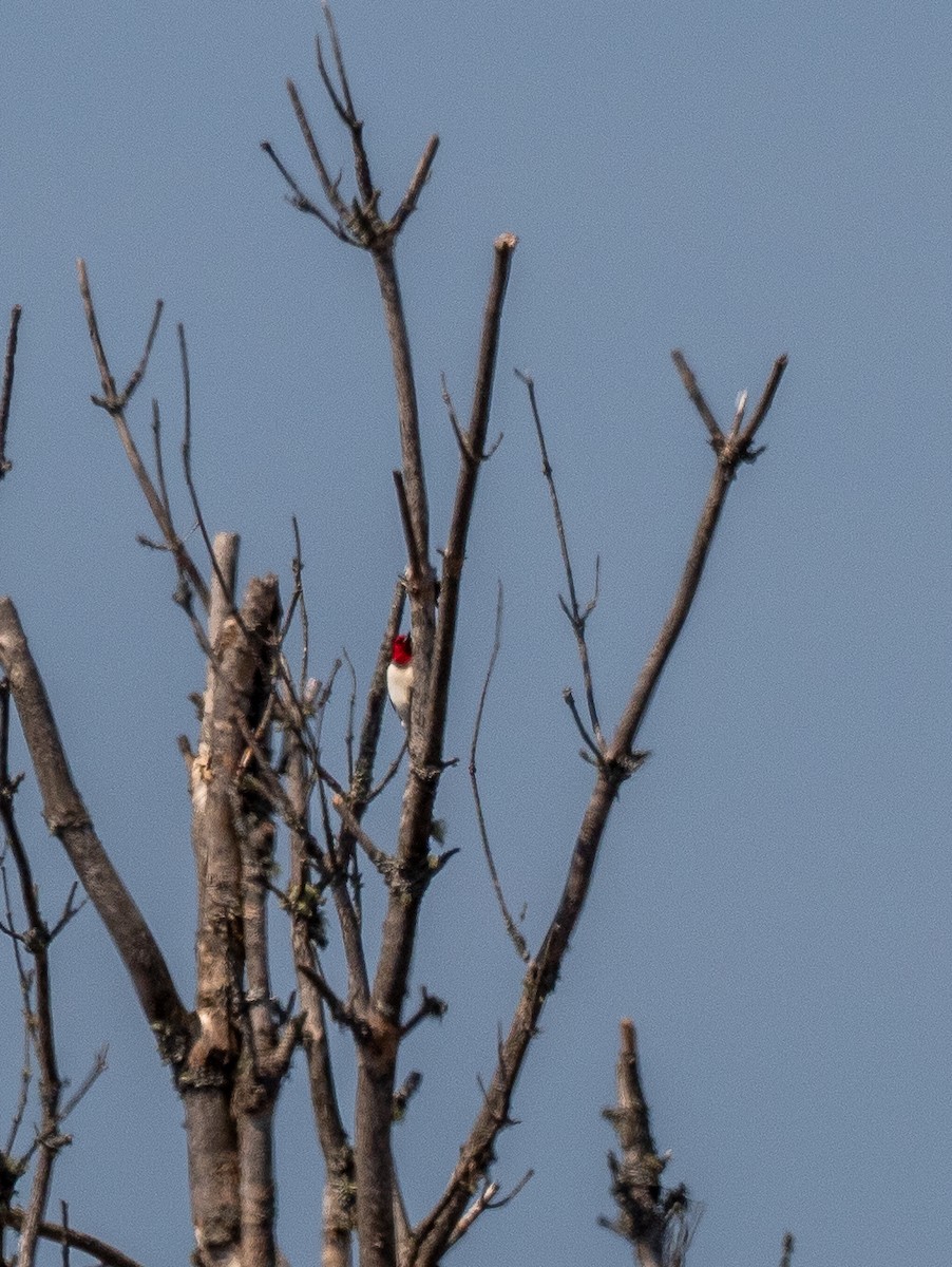 Red-headed Woodpecker - ML238778491