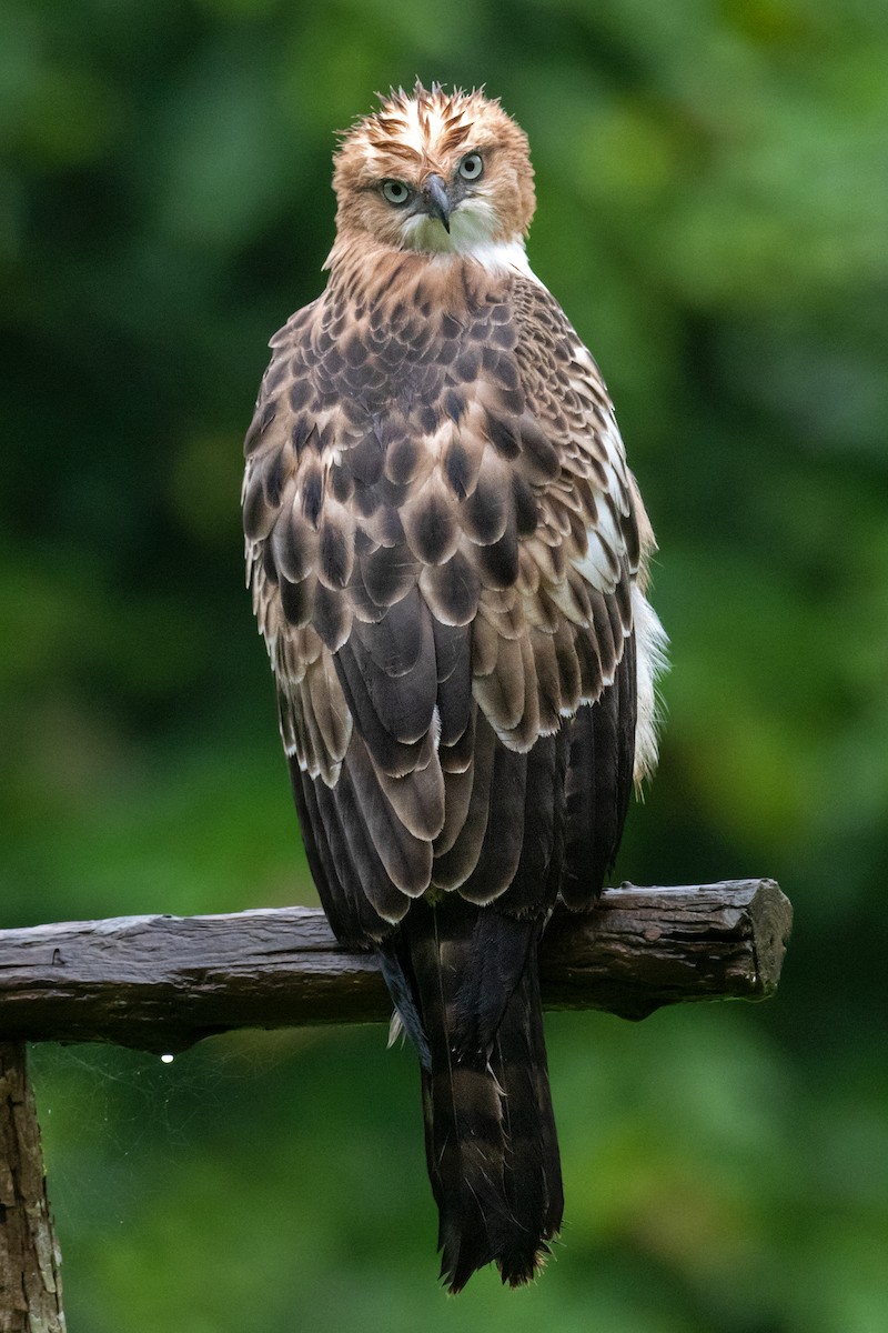 Changeable Hawk-Eagle - ML238778751