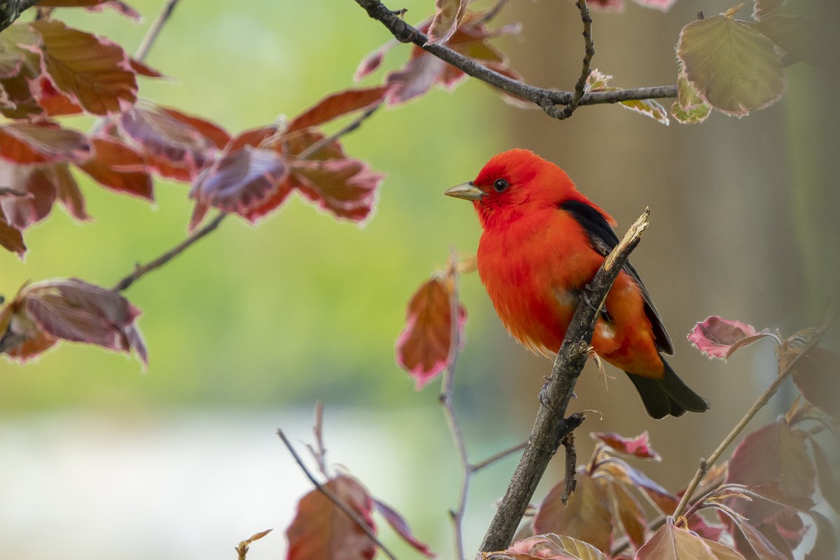 Scarlet Tanager - Joshua Covill