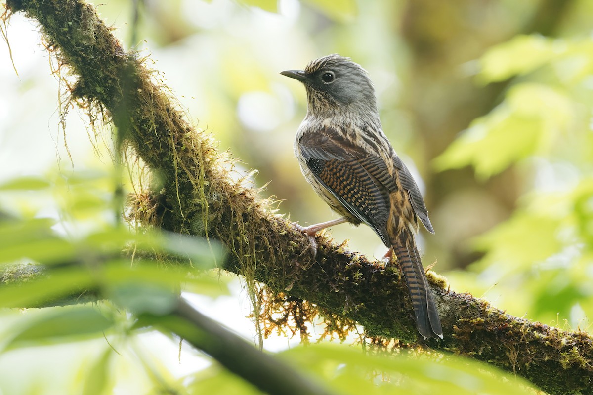 Streaked Barwing - Vincent Wang