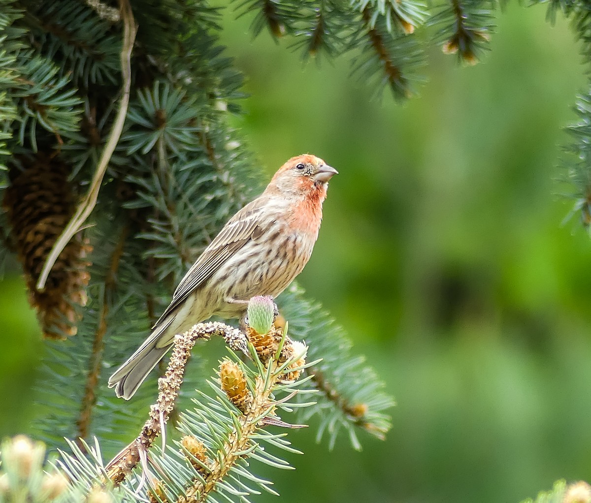 House Finch - ML238780111