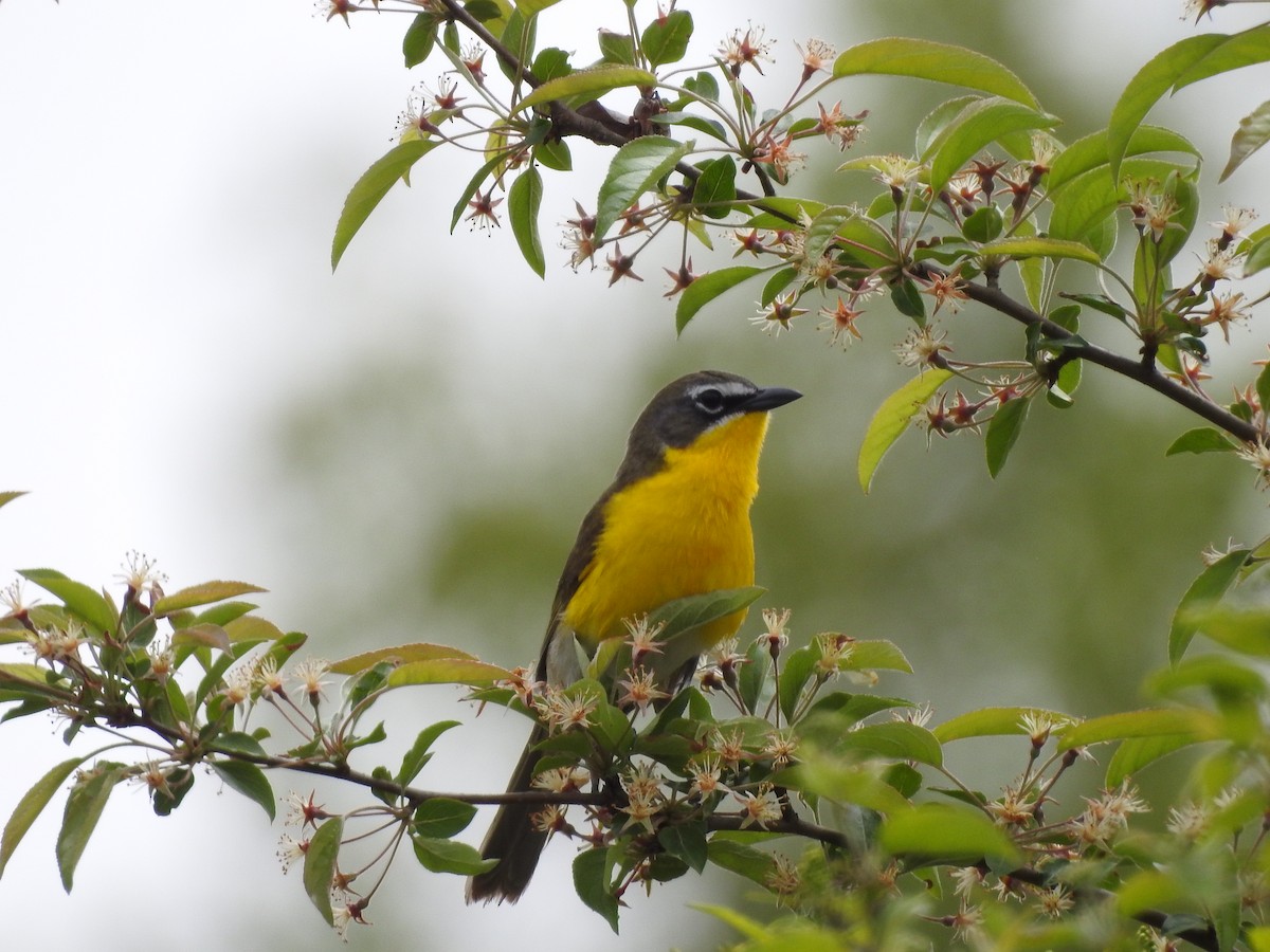 Yellow-breasted Chat - ML238780401